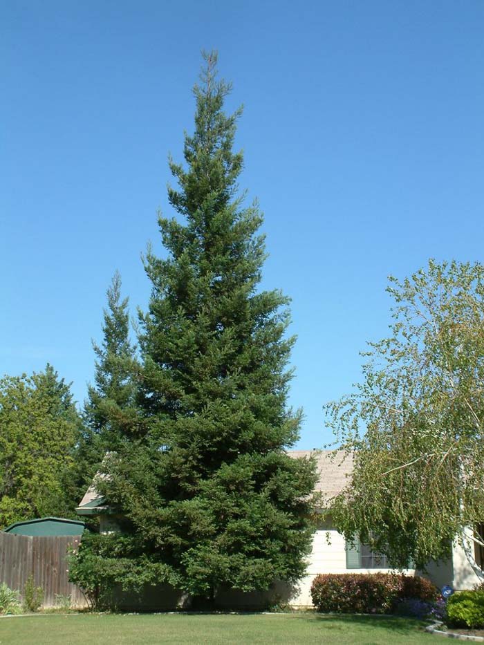 Sequoia sempervirens