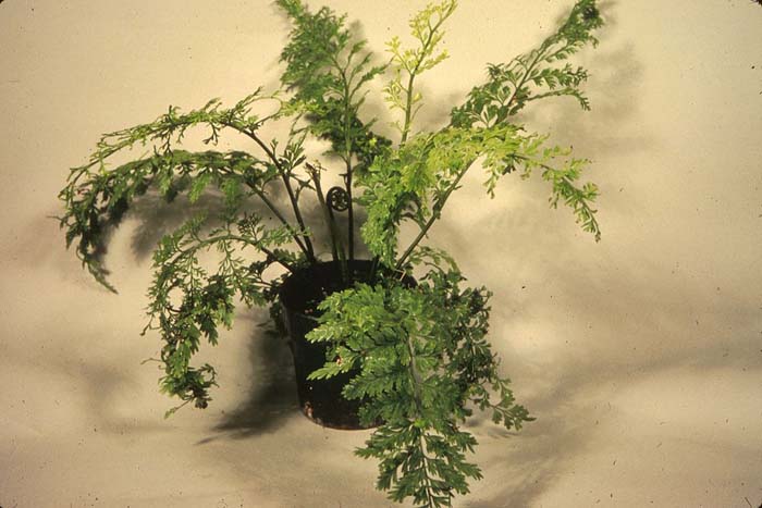 Asplenium bulbiferum