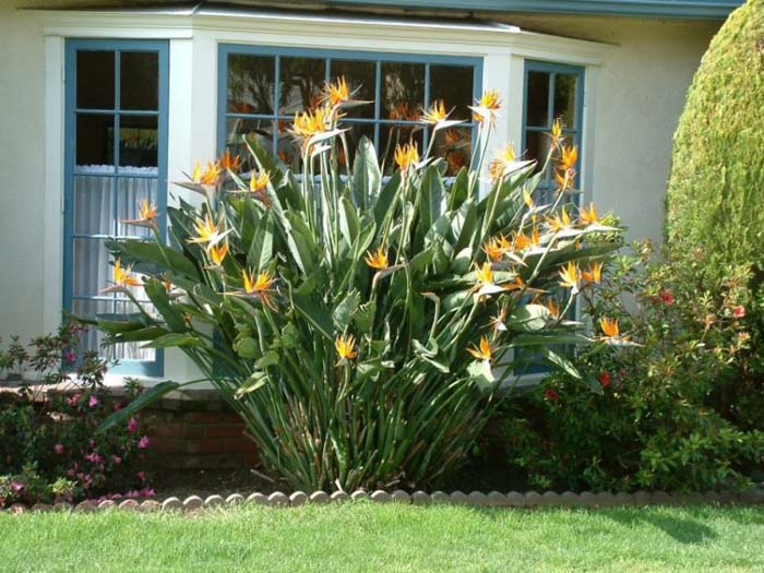 Strelitzia reginae