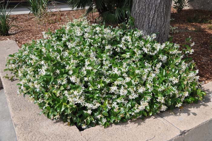 Trachelospermum jasminoides