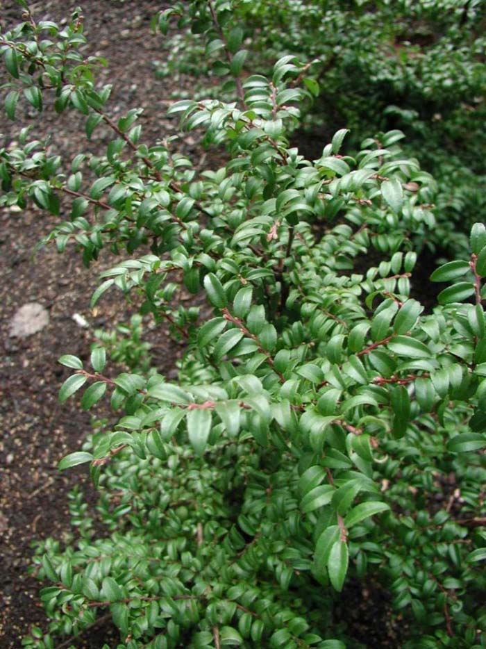 Vaccinium ovatum