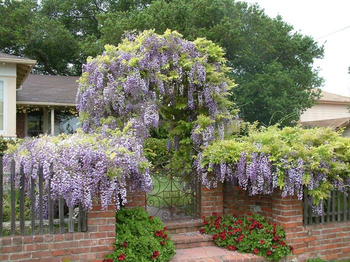 Wisteria sinensis