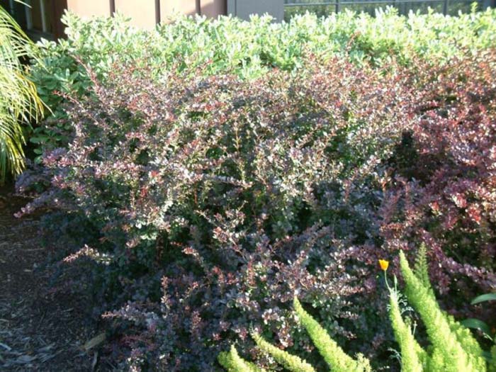 Plant photo of: Berberis thunbergii 'Atropurpurea Nana'