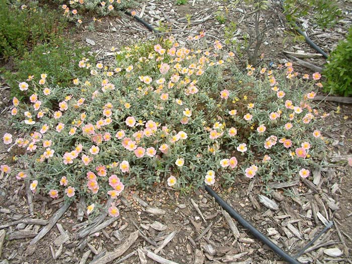 Plant photo of: Helianthemum nummularium 'Wisley Pink'