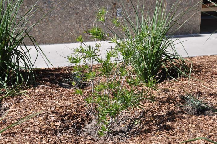 Plant photo of: Caryopteris X clandonensis