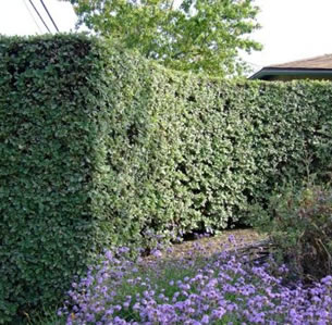 Hedges