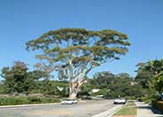 White Ironbark
