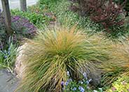 Pheasant's Tail Grass