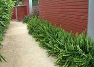 Southern Sword Fern