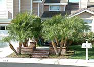 Pygmy Date Palm, Roebelin Palm