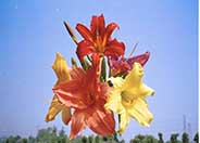 Daylily (hybrid selection)