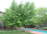 Ginkgo Tree, Maidenhair Tree