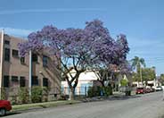 Jacaranda